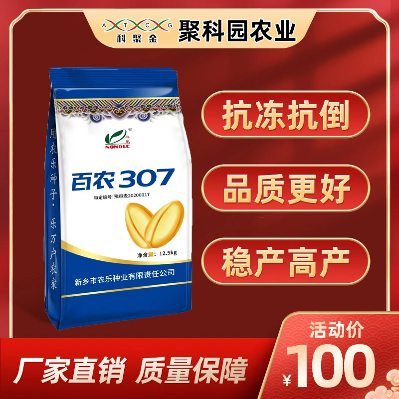 【百农307】矮杆大穗抗冻抗旱抗倒伏品种小麦种子