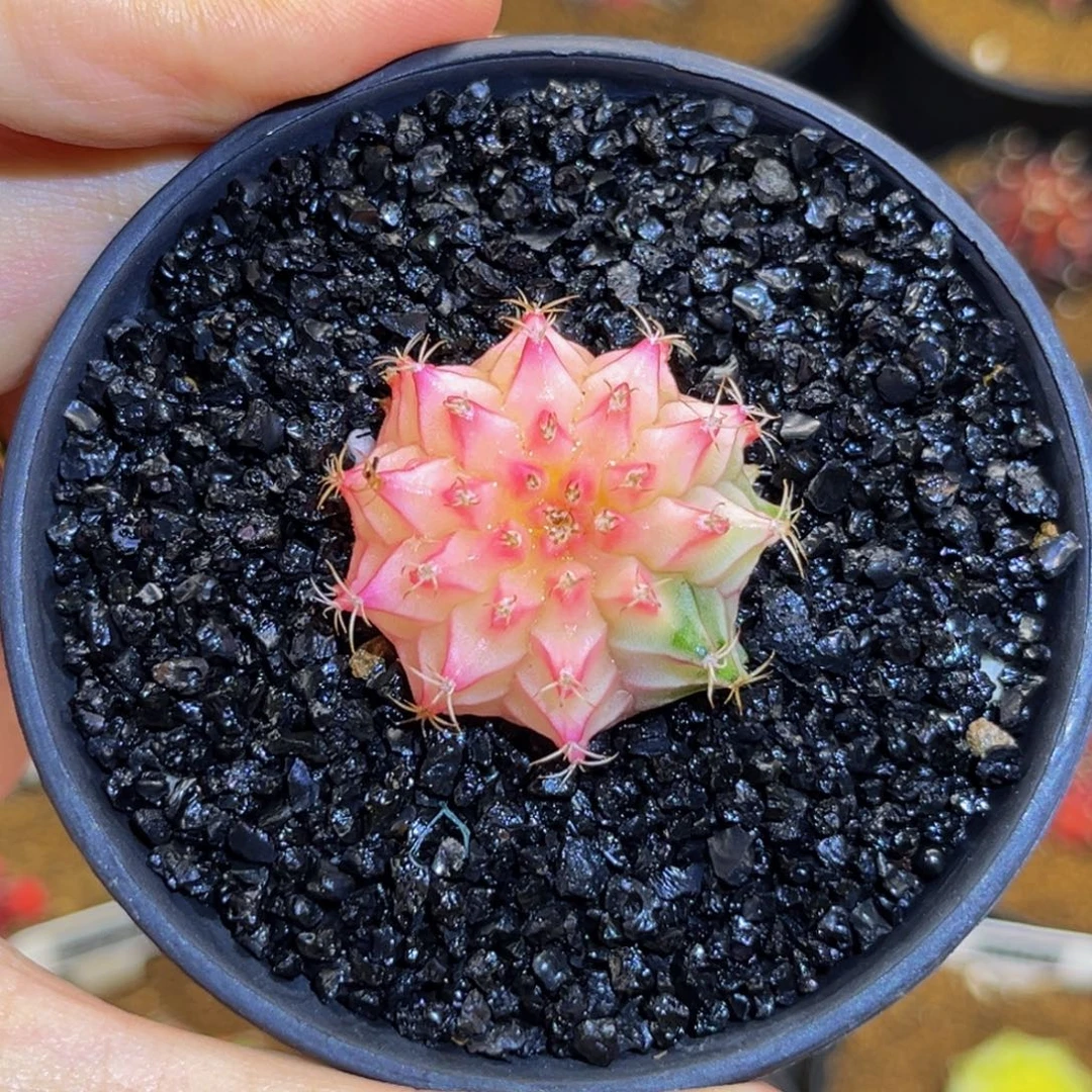 *****专拍的 米哈仙人球