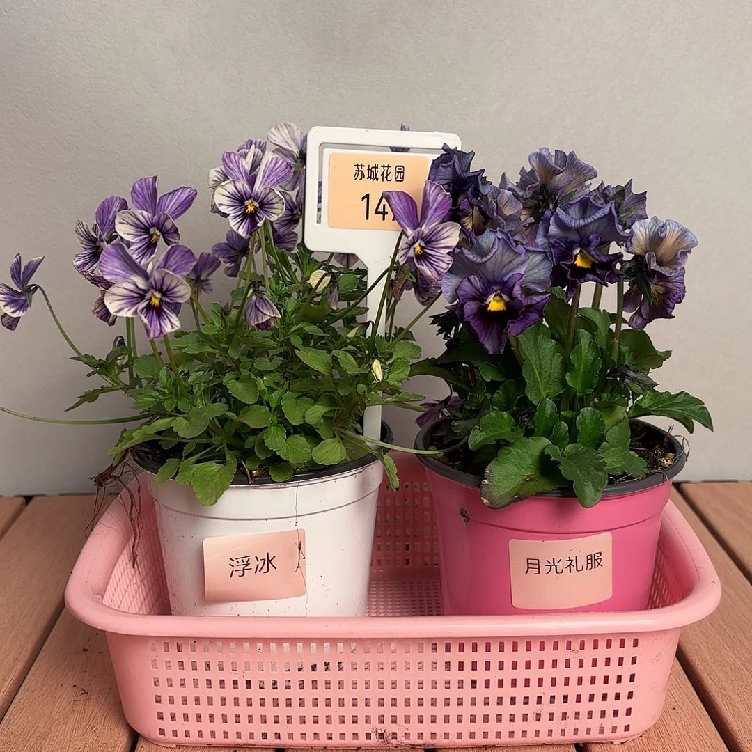 大部分开放少量花苞149