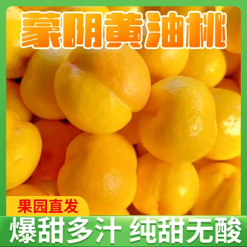 【现摘现发】沂蒙山区黄金油桃新鲜应季大果脆甜多汁无毛产地直发