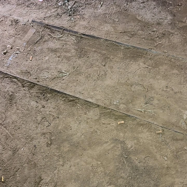 暗****猫卷可可侧芽4公分彩草