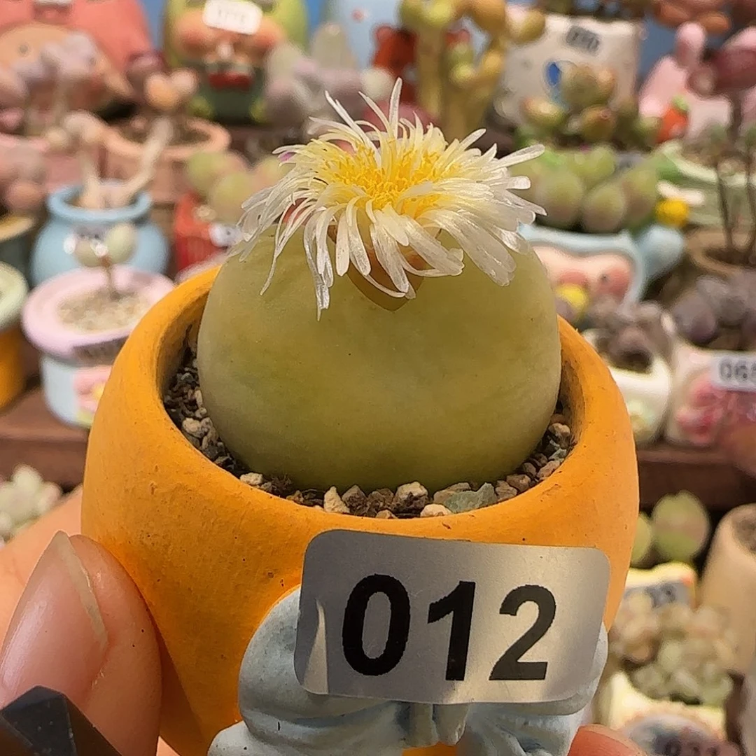 T肥肥大蟠桃盆口3.5cm