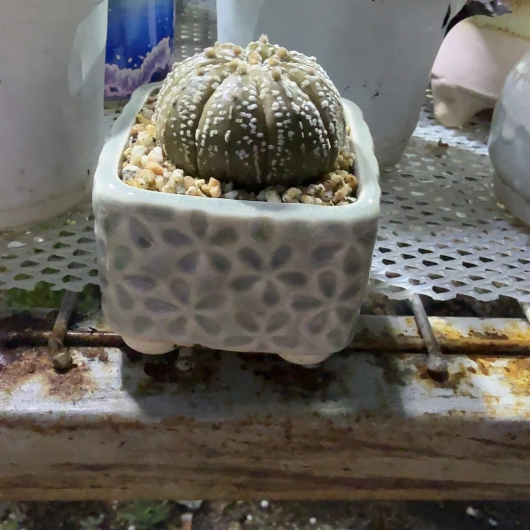 超兜带盆多肉植物