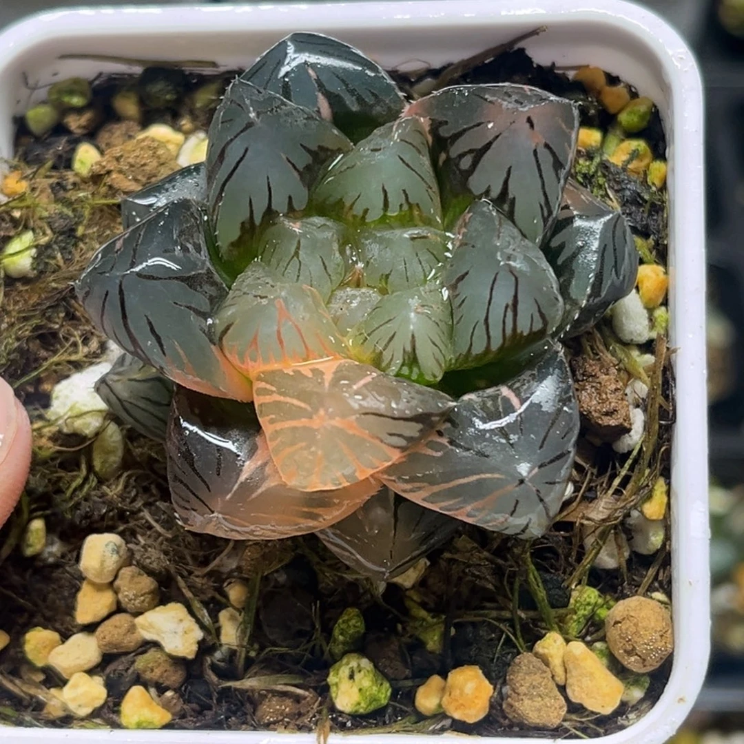 261大窗龙爪玉露锦