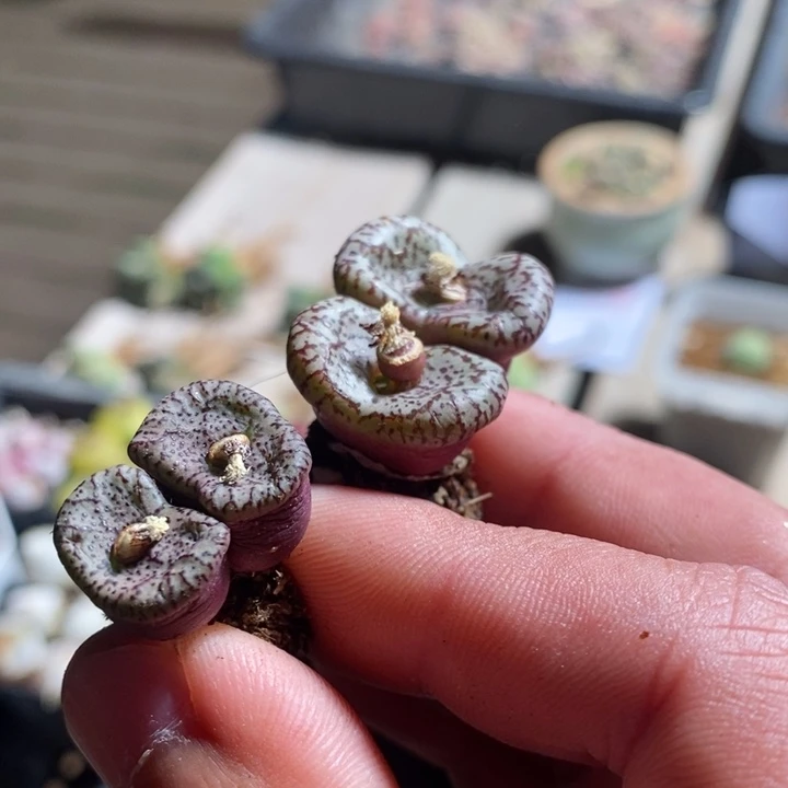 德*天15176一组一组一组