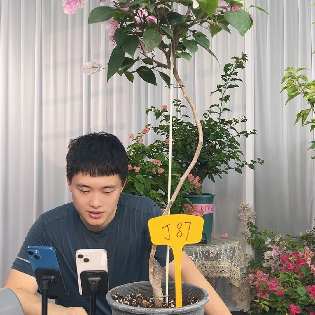 白***白大部分开放少量花苞J87漳红樱