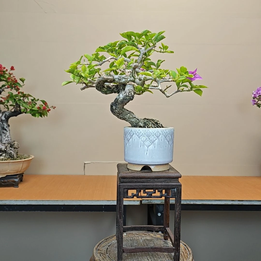 无花朵小叶紫三角梅盆景