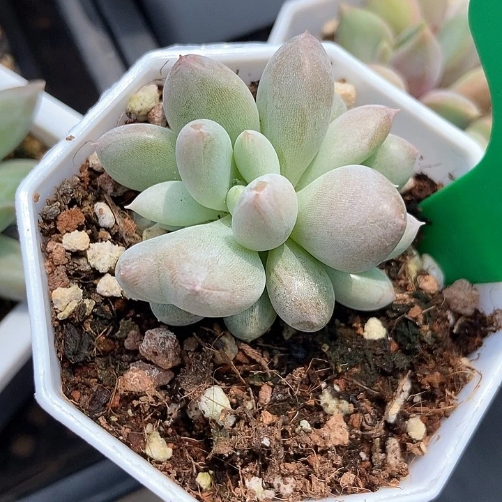 多肉植物哥特866