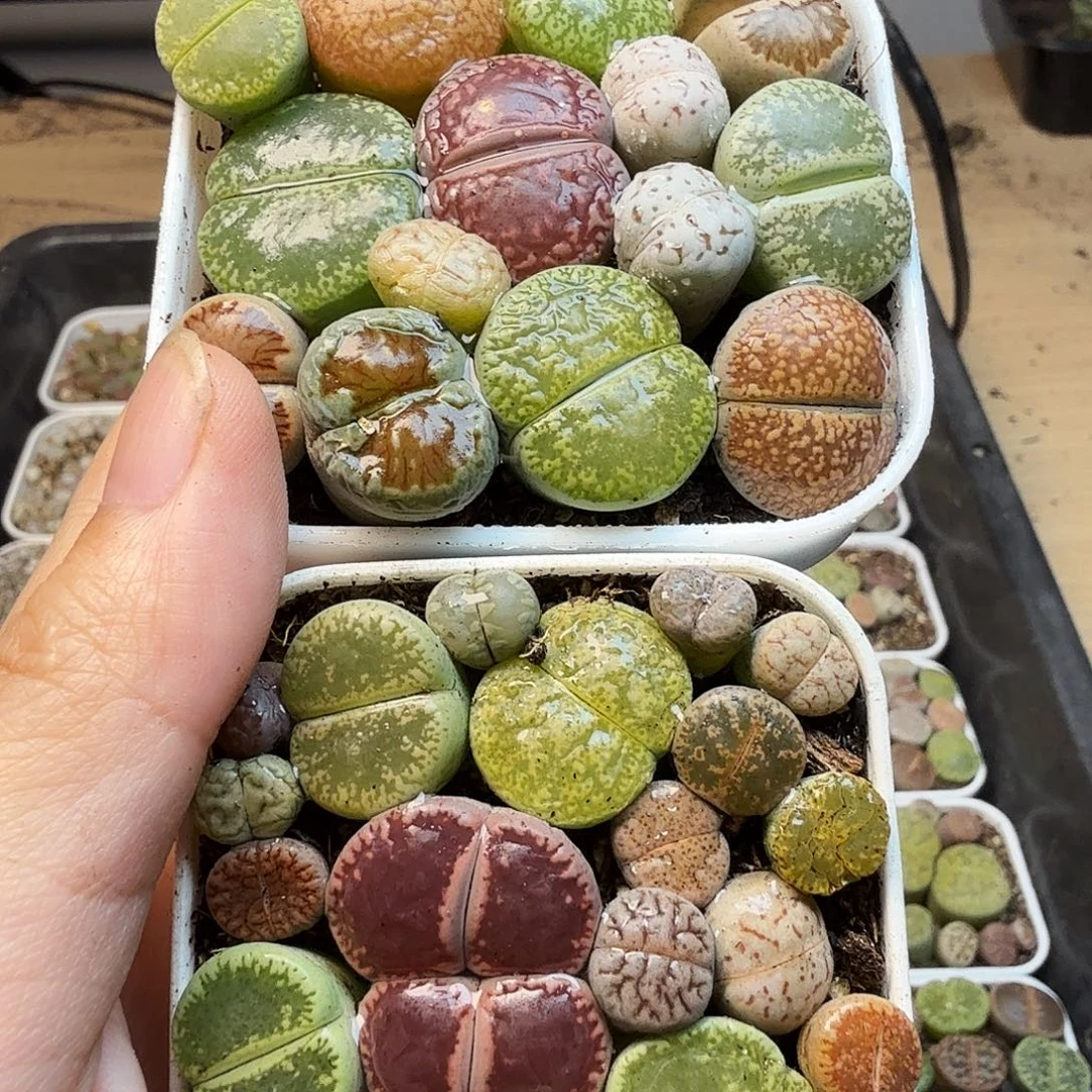 你***！多肉葡萄的季节来咯159