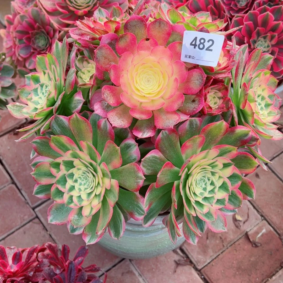 482海仙法师多肉植物