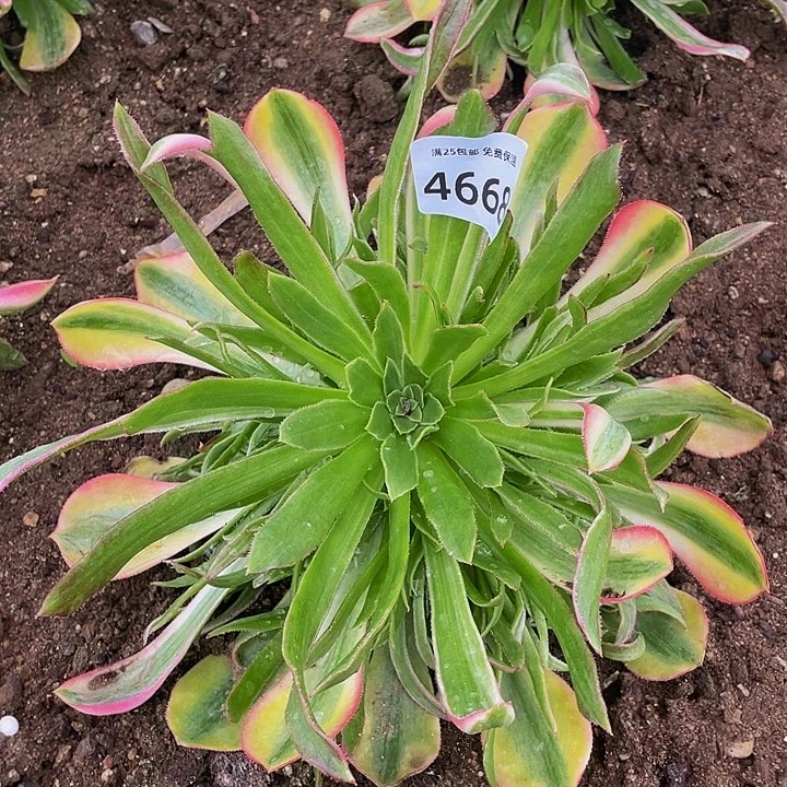 4668黄光辉多肉植物