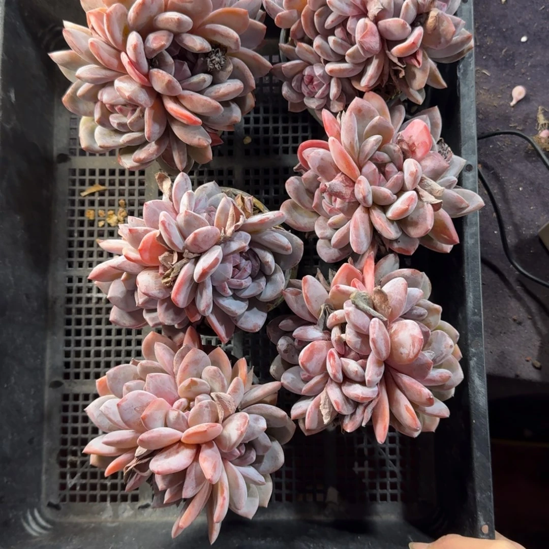 星影6颗一起一物一拍11