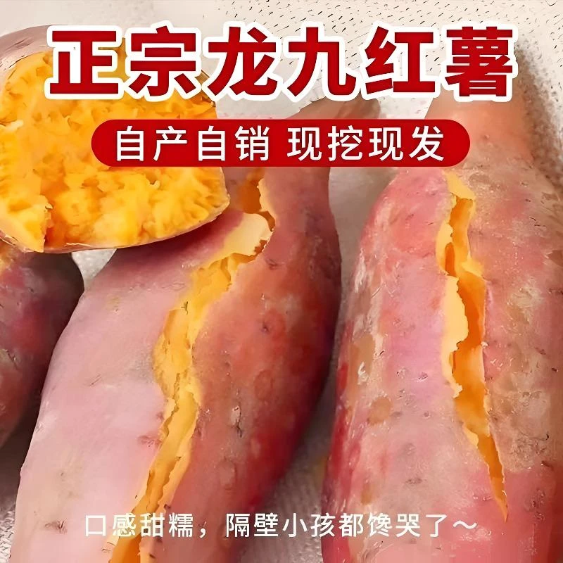 【到手带箱5斤】新鲜现挖龙九沙地板栗红薯蜜薯软糯香甜粗粮红薯