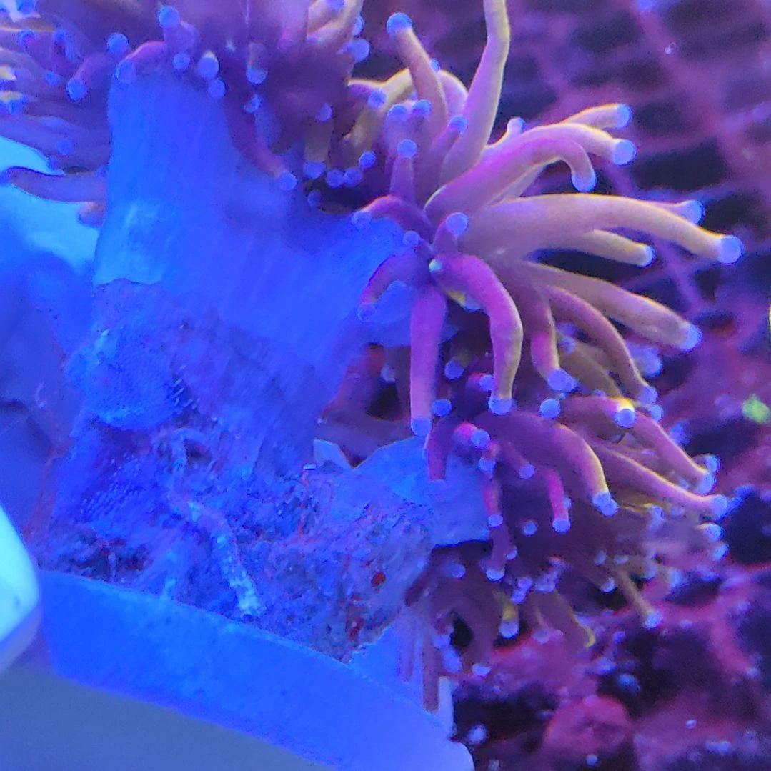 智海海洋珊瑚馆 活体不支持退货