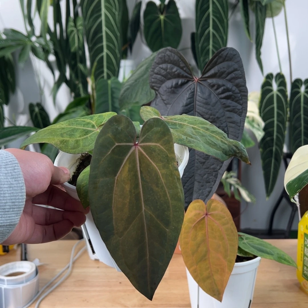 N***u完全开放黑凤凰锦