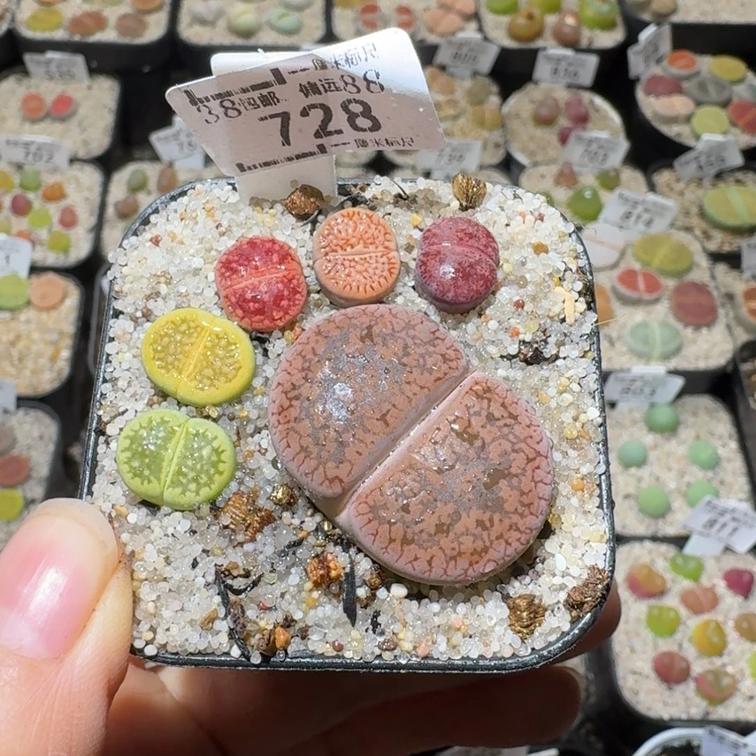 Sss精品清货价728