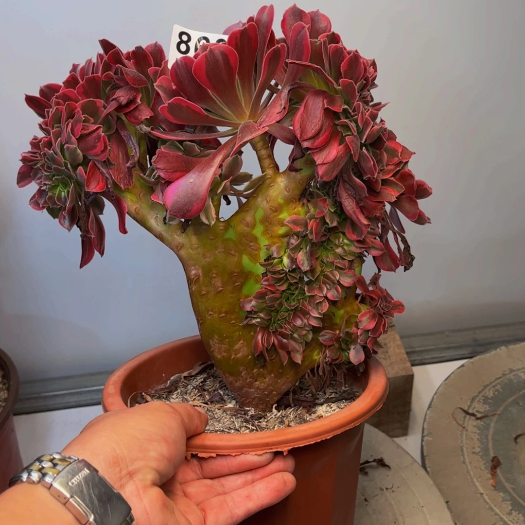 多肉植物美杜莎缀860