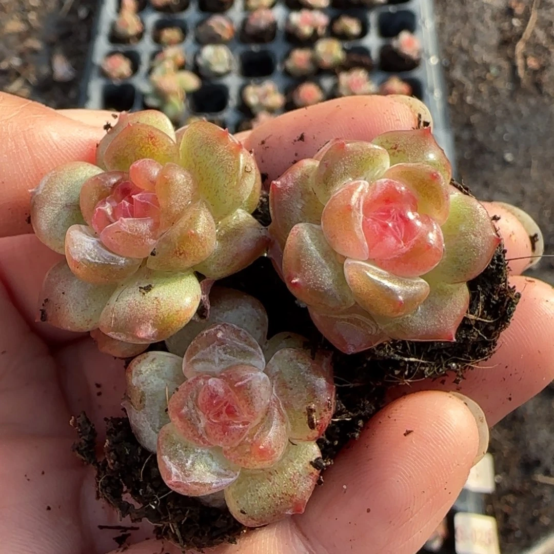 我***烤小卡拉米糖心一物一拍