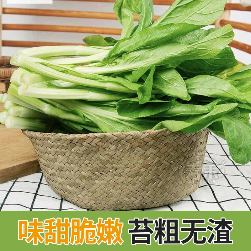 白菜苔种子四季可种阳台庭院种植脆嫩可口小白菜蔬菜种籽lz
