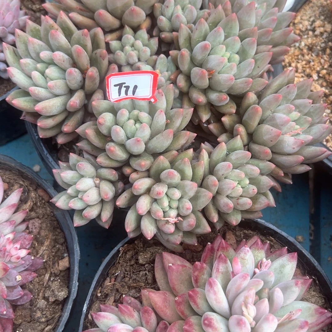 精品多肉植物T71