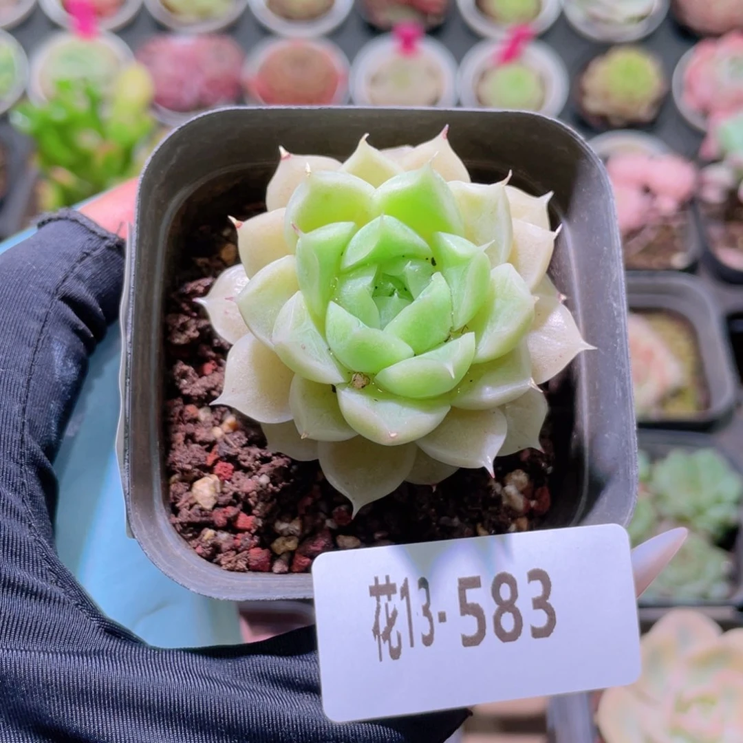 花利美13-583麦秆