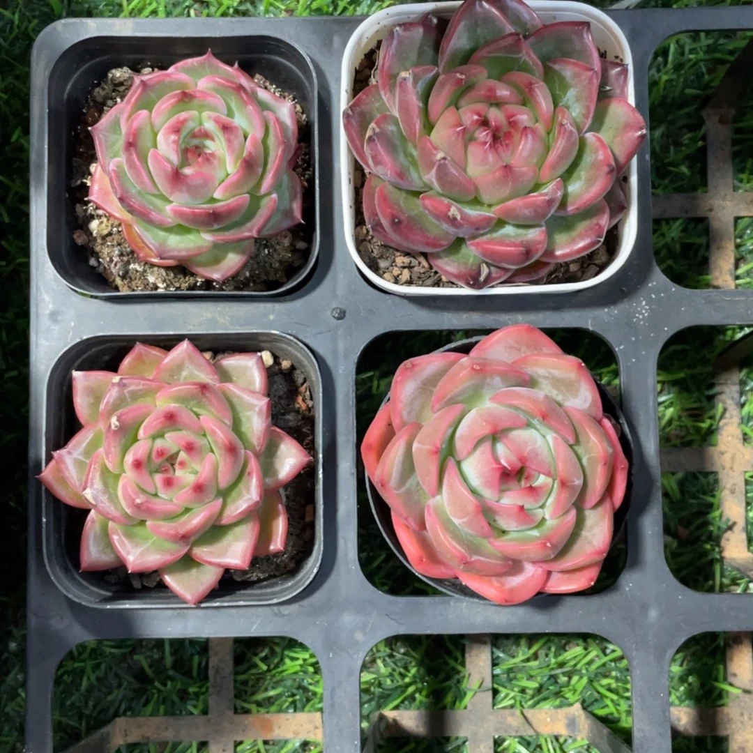 天***城杂交四颗一物一拍