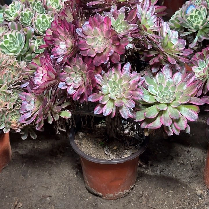 多肉植物法师雪姬64