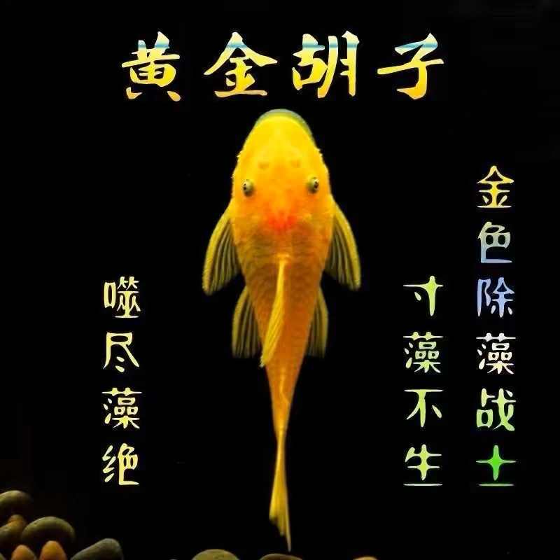 【渔耀甄选】黄金胡子异形除藻工具鱼(顺丰快递)