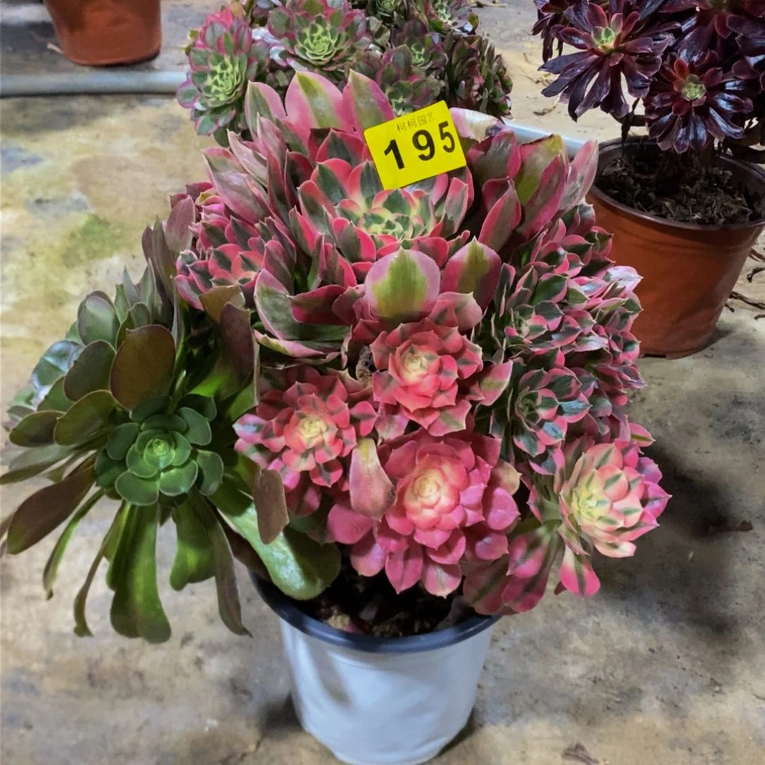 啊****啦多肉0000195粉女郎