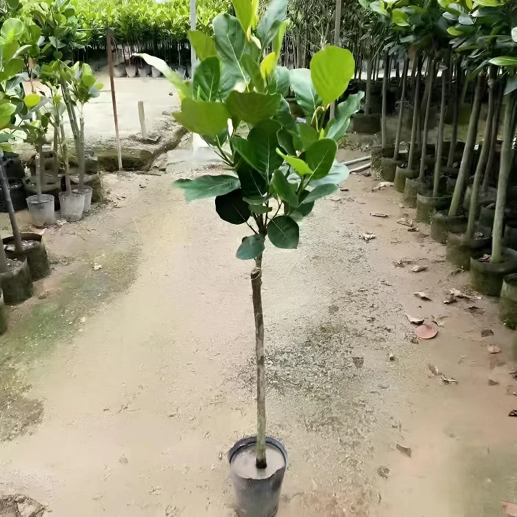 红肉菠萝蜜泰8泰12马来1号嫁接苗基地直发带土发货四季结果