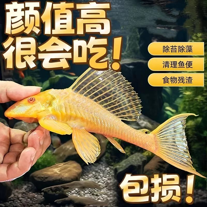 红眼女王大帆鱼黄金清道夫大号漂亮淡水清洁鱼除藻观赏鱼缸热带鱼