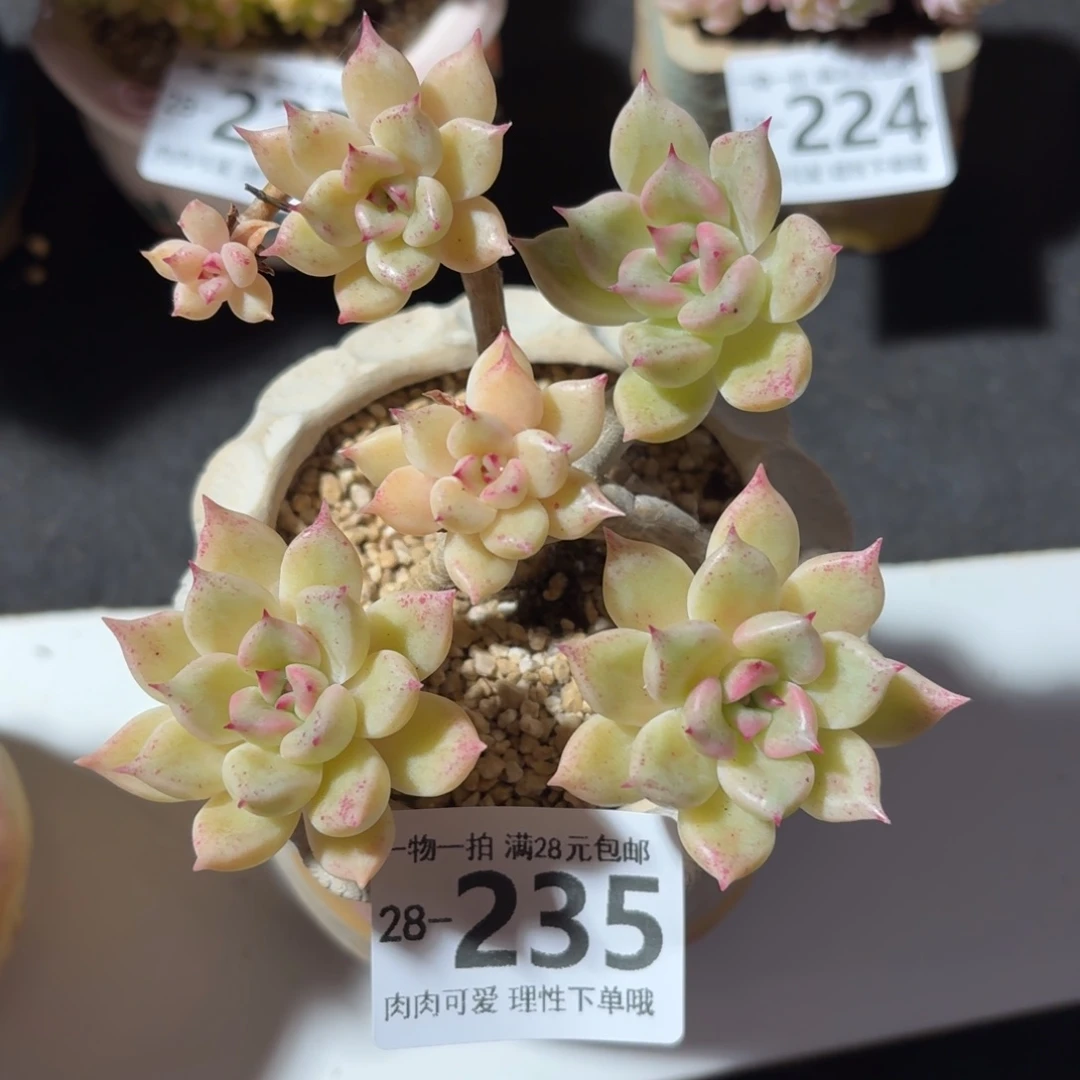 黄金璀璨无盆土发货无