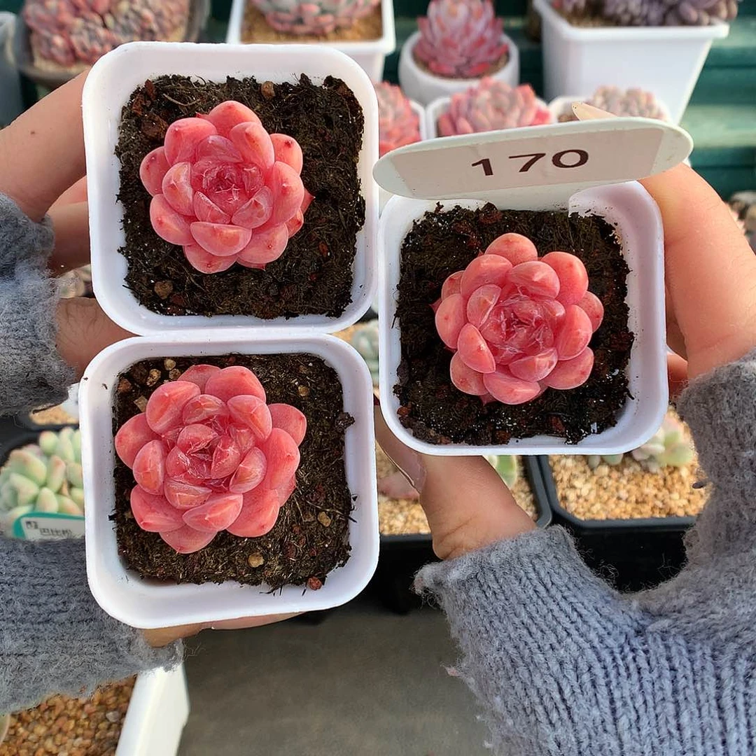 170三颗小脸冰多肉植物