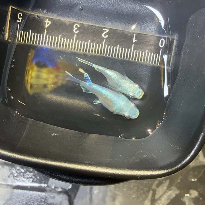 青鳉鱼87号拍品银球球