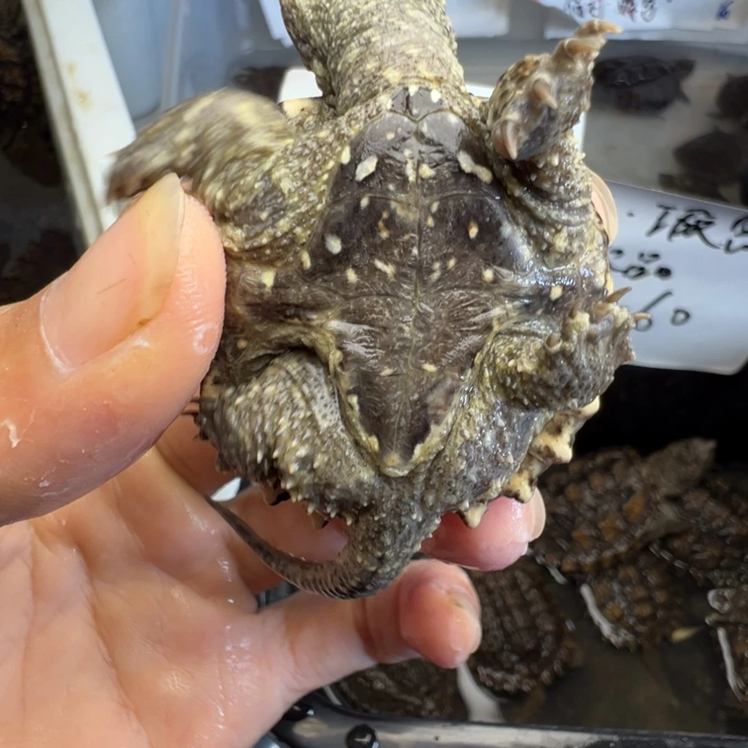小鳄龟母不退不换 断甲1根