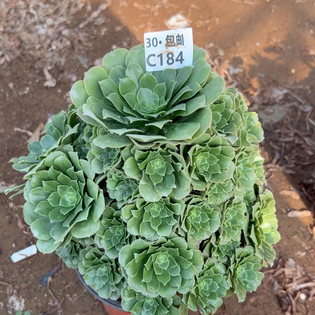 184 绿杨蓉多肉法师