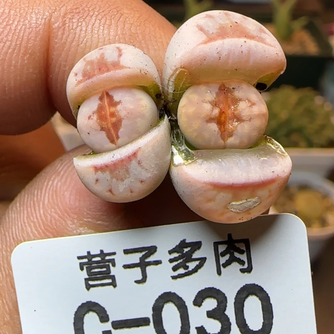 热唇。