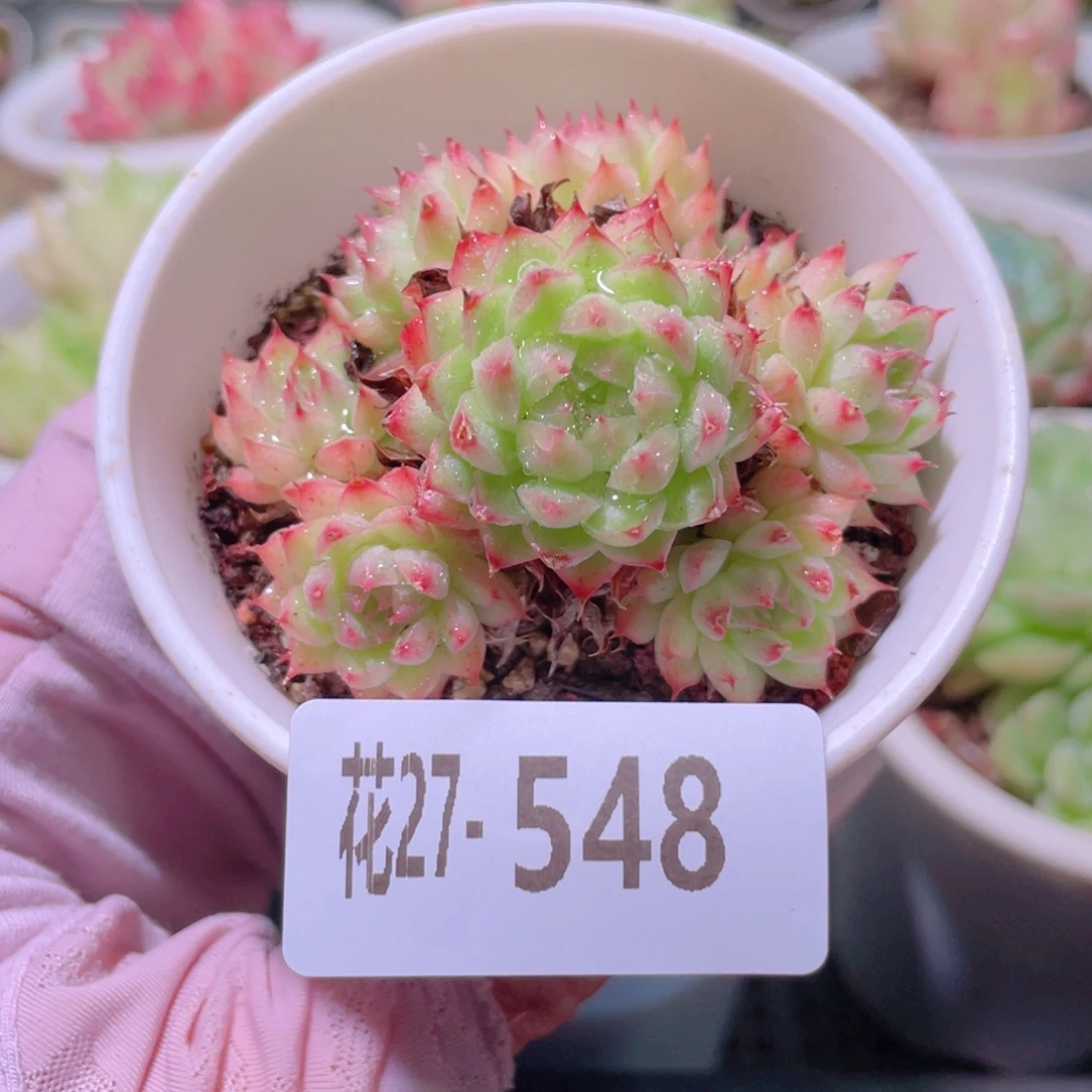花利美27-548海王