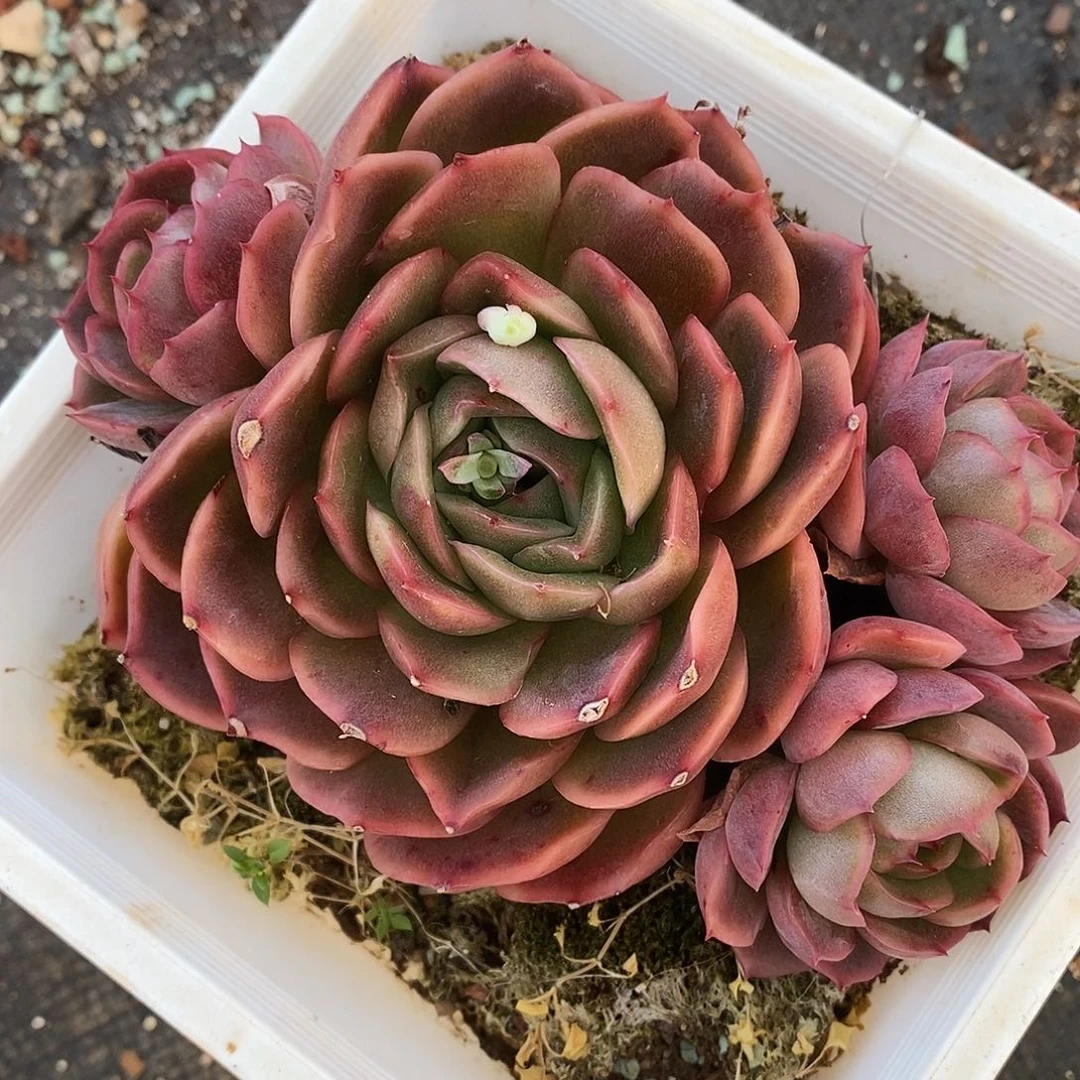 4059杂交老桩基地～12厘米