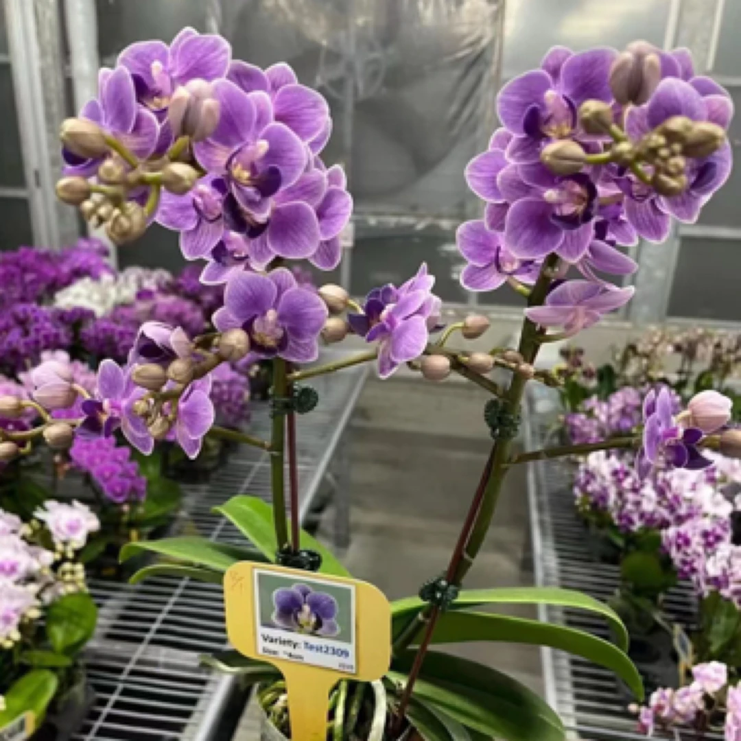 【欧洲小蓝】蝴蝶兰抽梗苗，蓝紫色5公分小花，3.0寸杯泥炭土