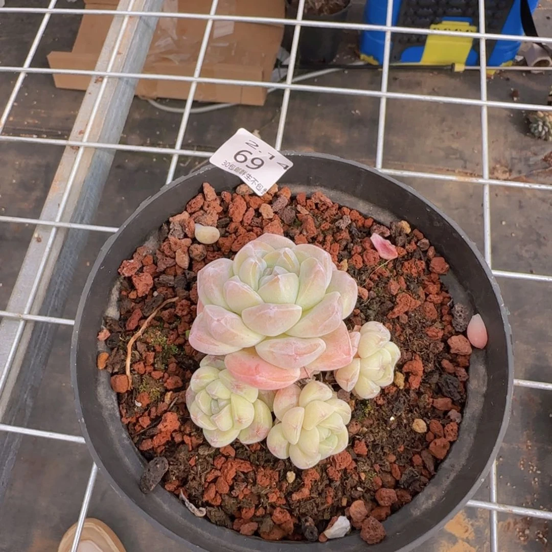 L*.白体冰玉四头老桩一颗