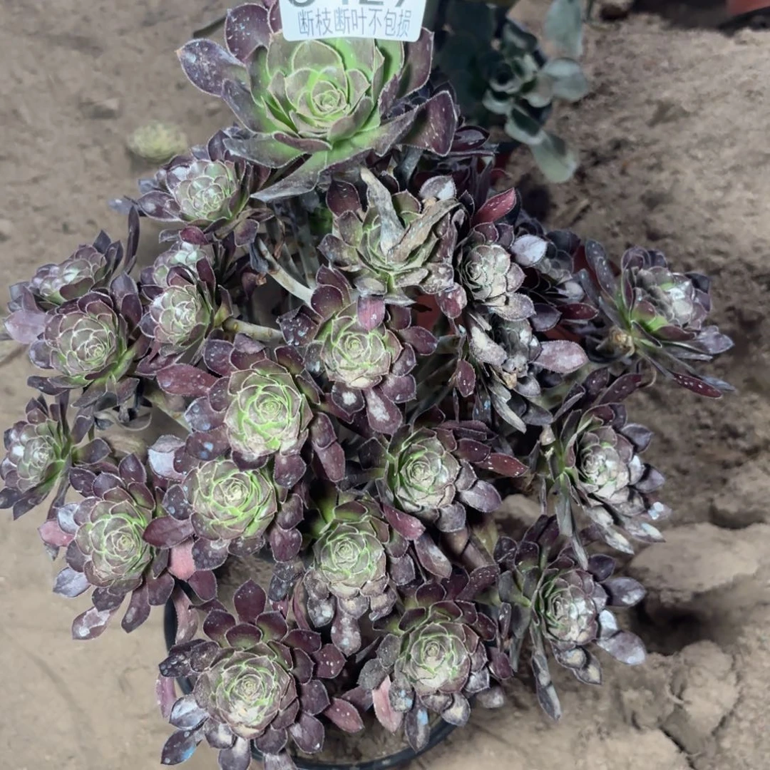 灰法师多肉植物5429