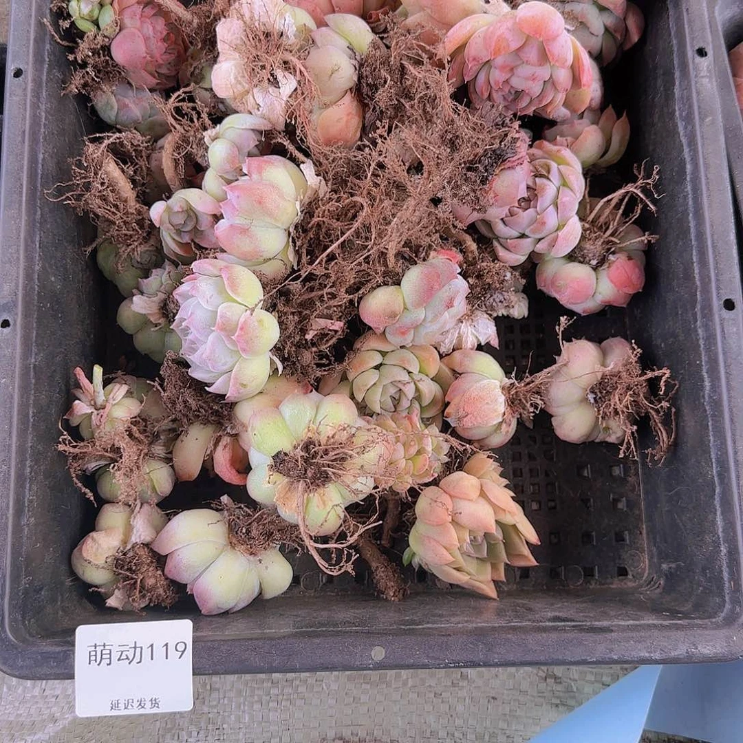 直播一物一拍多肉119