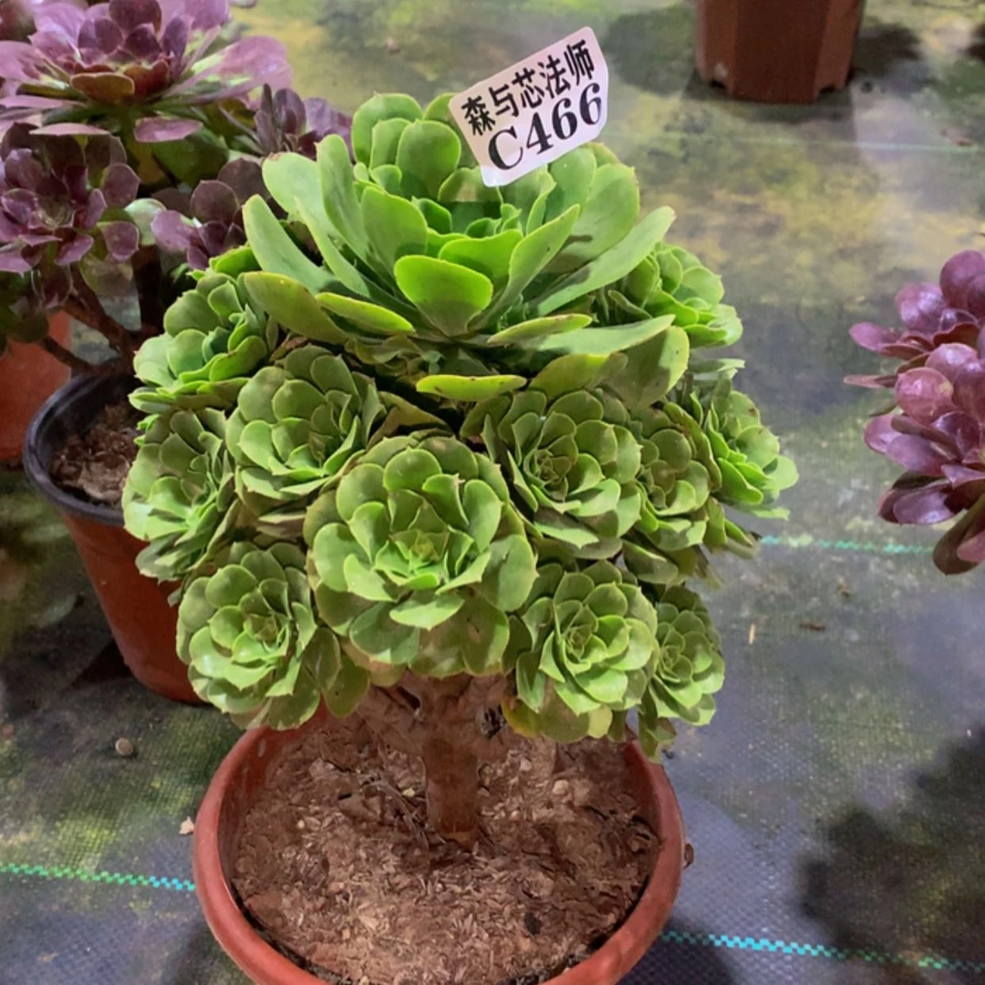 【闪购商品】466绿羊绒