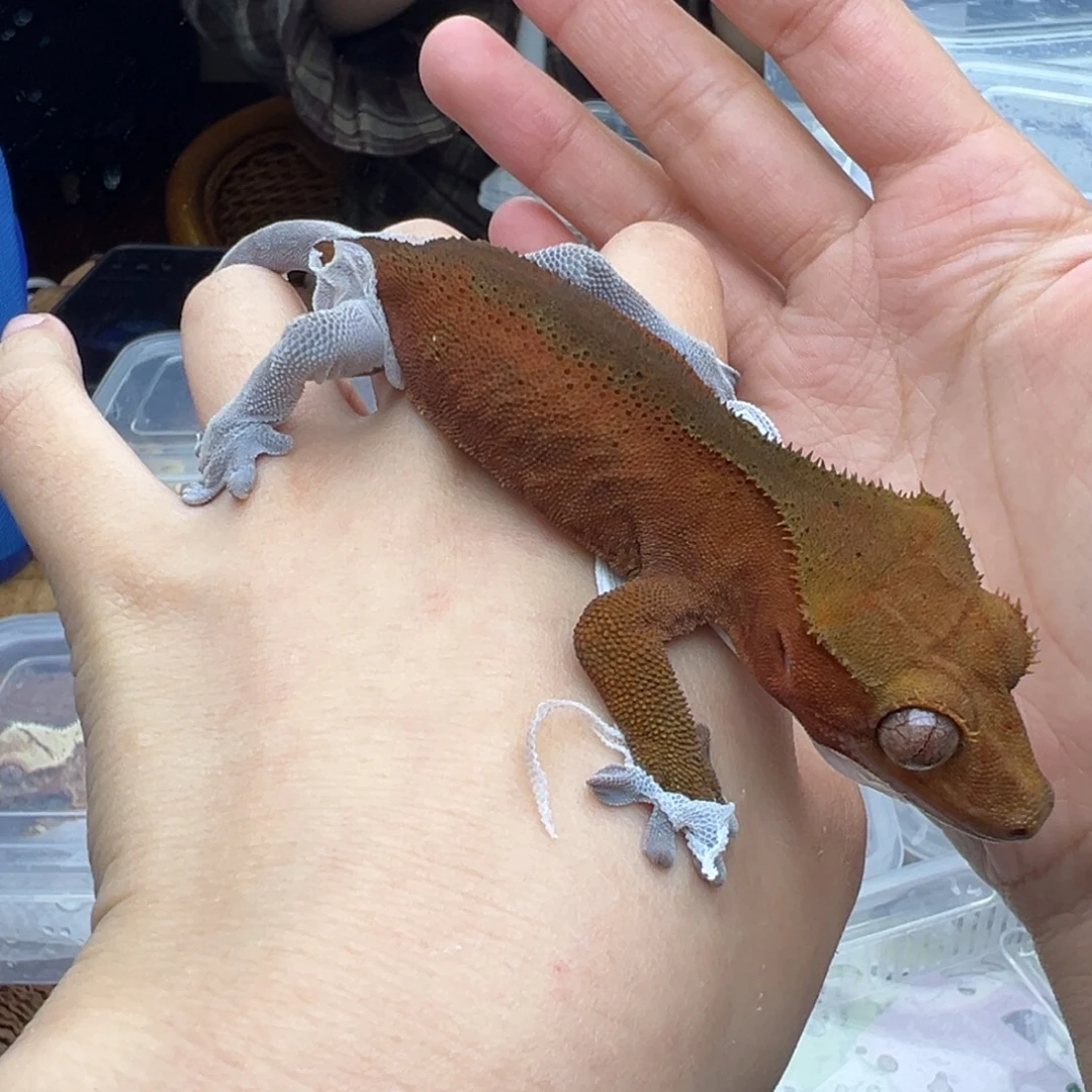 豹纹守宫双红亚成弟弟