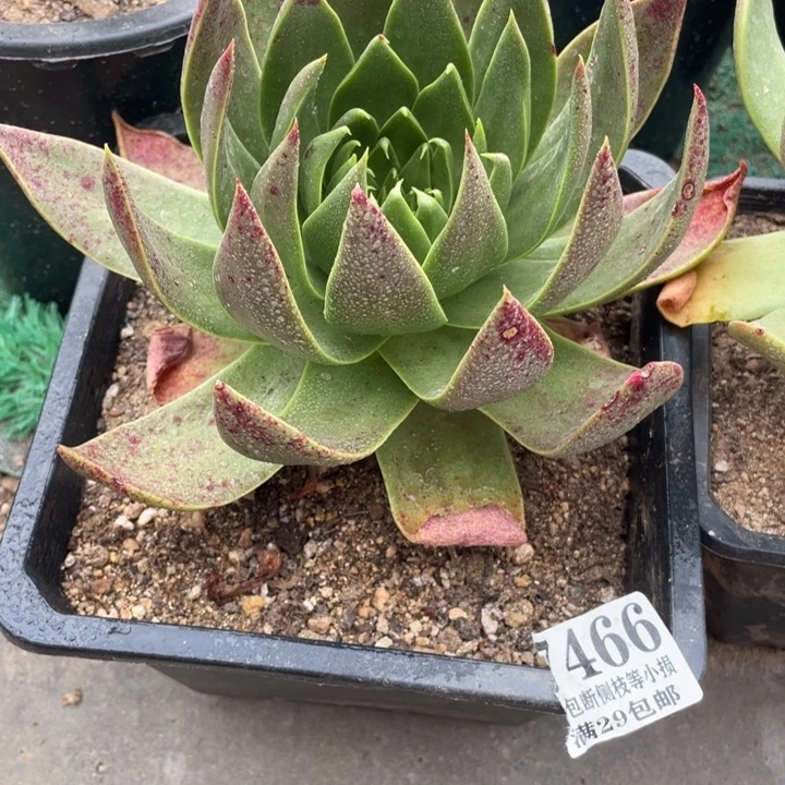 曹*秋466号坎戴多肉植物