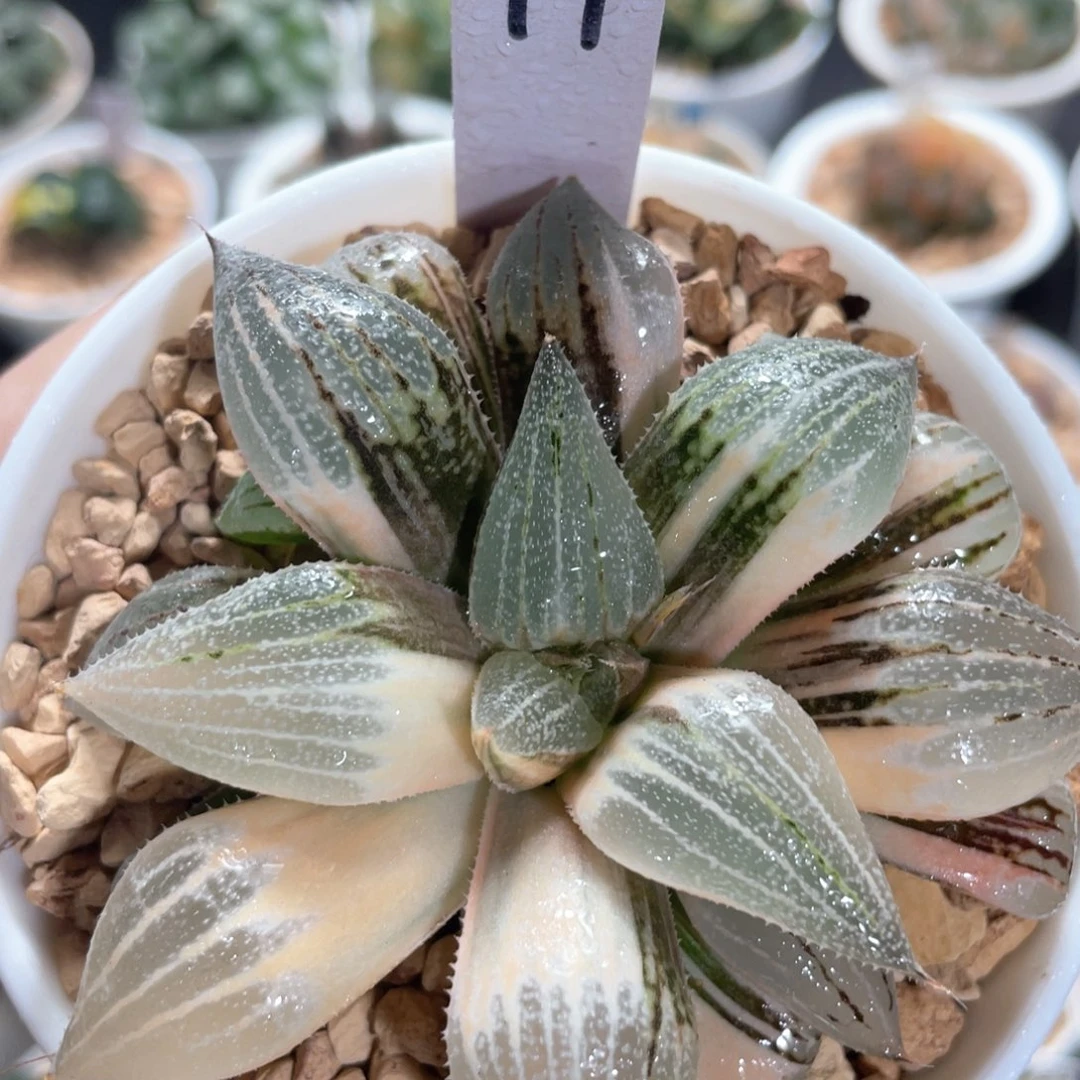 79伊丽莎白银锦。