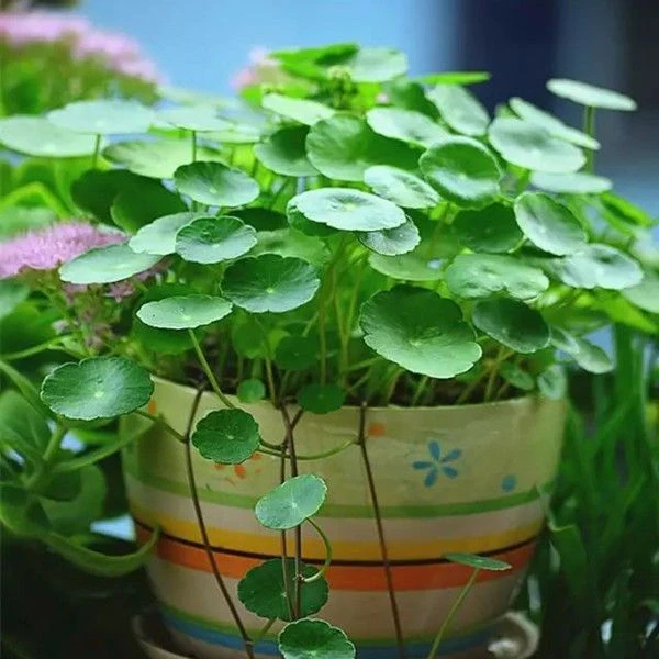 当季新种】春季铜钱草种子马蹄金草种室内水培植物种子草籽马蹄筋