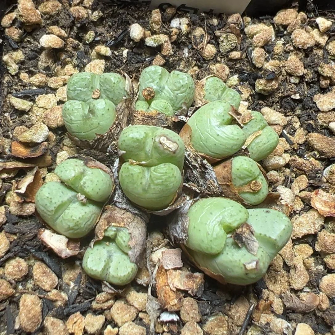 【闪购商品】 799。