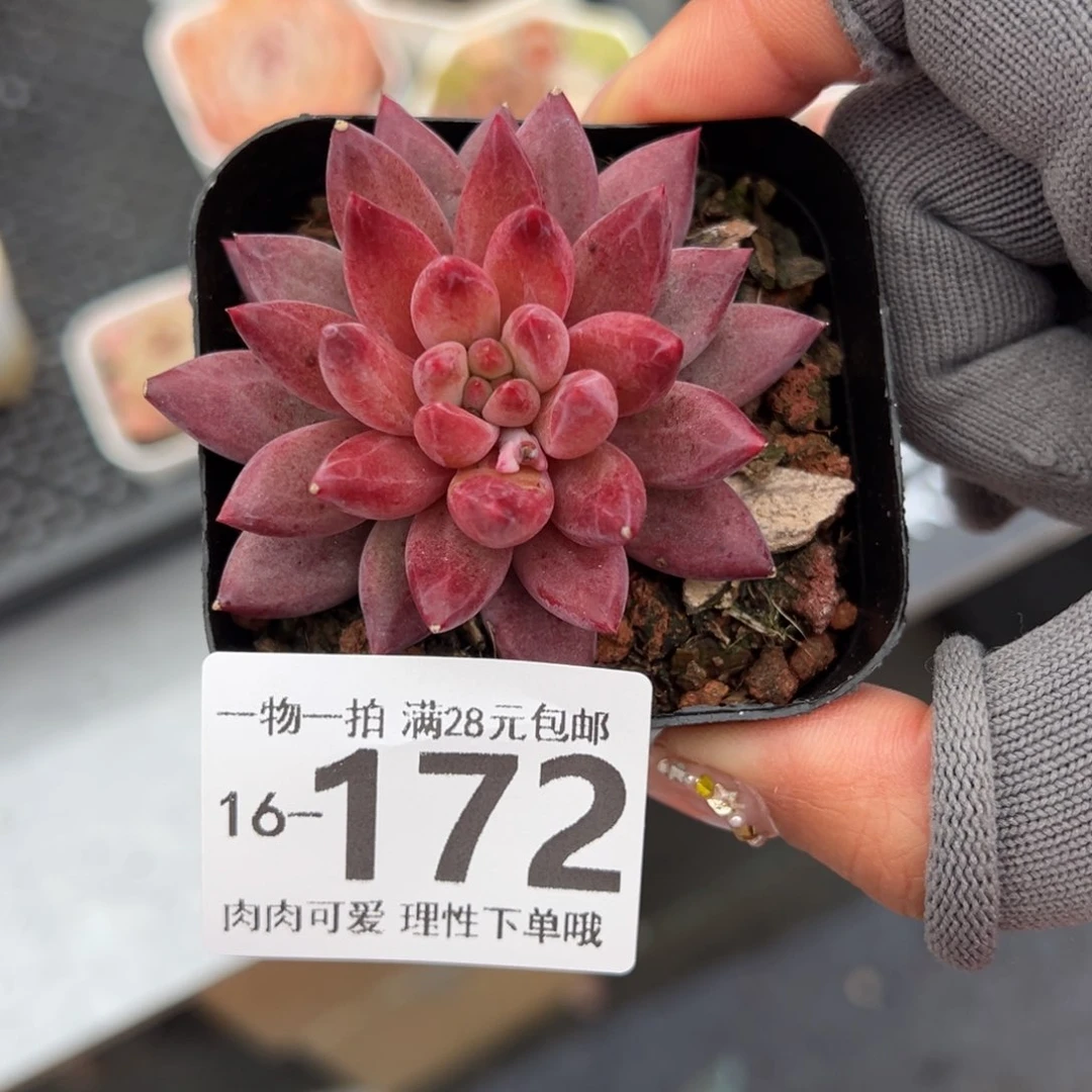 金鱼姬多肉多肉多肉多肉多肉